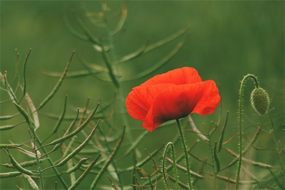 满月酒祝福语四字53句