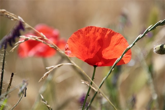 38妇女节祝福语大全简短 38妇女节祝福语大全简短