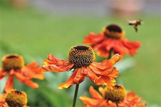 给教师的新年祝福语 教师给学生的新年祝福语 给教师的新年祝福语 教师给学生的新年祝福语