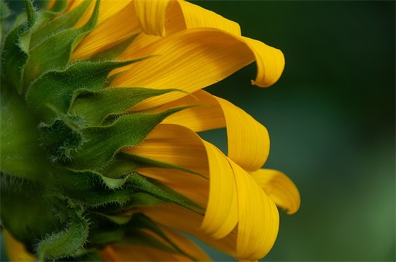 2026年精选优美的母亲节祝福语