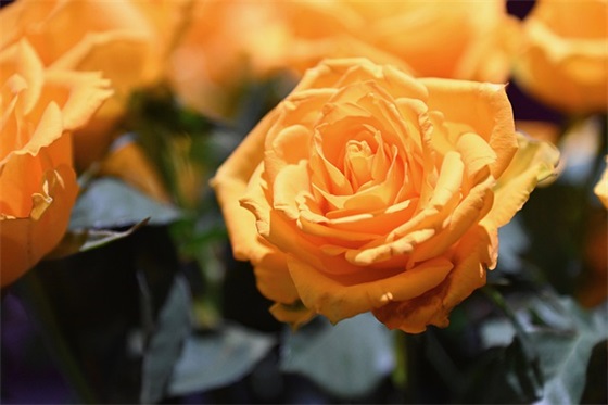 高中祝福语48句