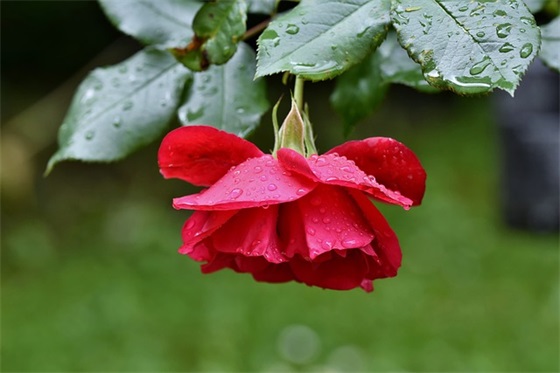 七夕表白贺卡祝福语 七夕表白贺卡祝福语