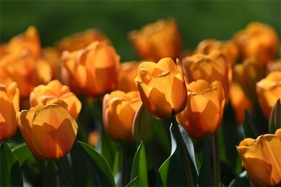 适合妇女节发朋友圈的祝福语 三八节快乐说说