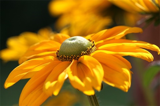 洗发水用酸性好还是碱性好，洗发水用酸性好还是碱性好呢