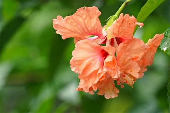 雪莉酒是什么酒，雪莉酒是什么酒类