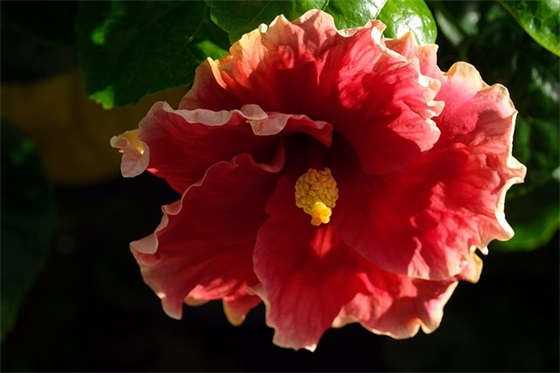 西瓜冻的硬邦邦的还能吃吗