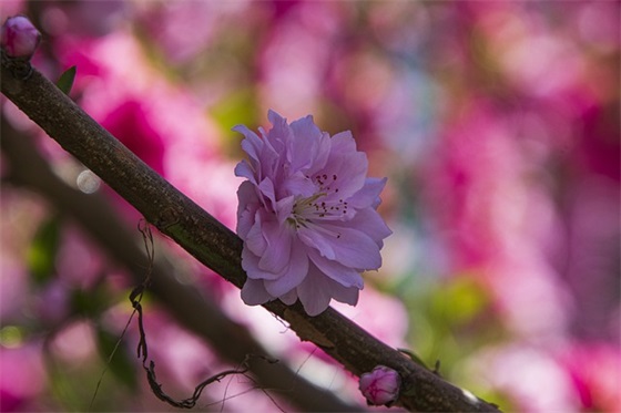 为什么叫字母哥（字母哥由来）