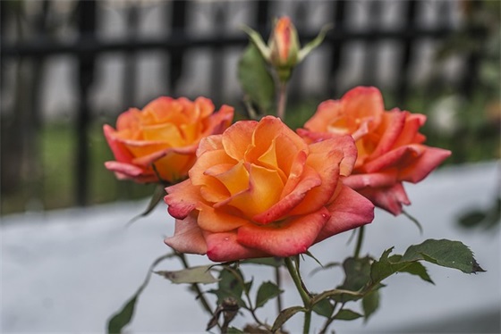 为什么刘雨昕，会是C位出道呢？给人这么大的吸引力