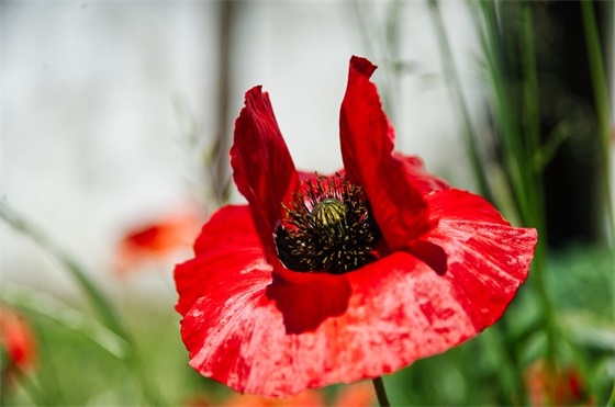 为什么叫东北“关东军”？