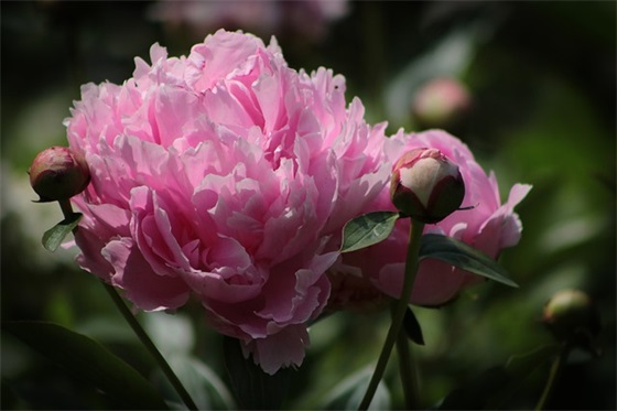 虎和兔在一起对谁不利，虎和兔适合谈恋爱吗