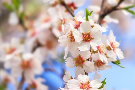 天生就有老板命的四大生肖，哪些属相可以创业成功