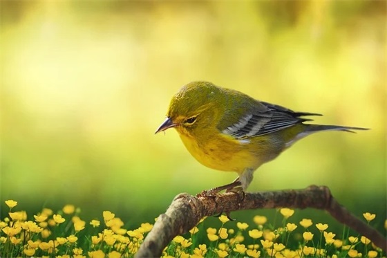 为什么十五的月亮十六圆：揭秘月球的盈亏与相位