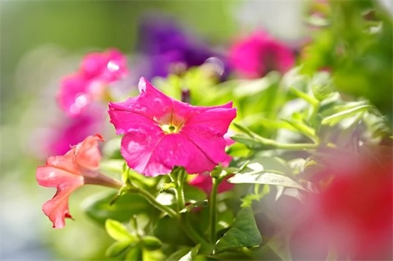 抖音上有哪些整人的礼物，抖音恶搞整人礼物排行榜