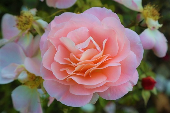 中国火的十大手游推荐，国内好的手机游戏推荐