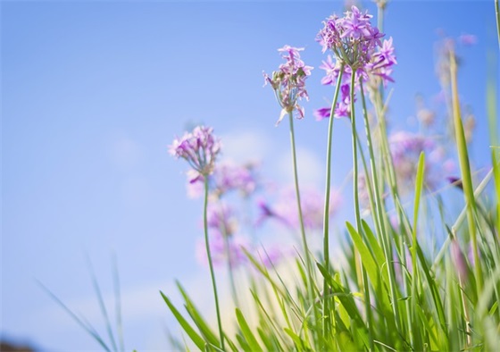 炖羊肉汤三放三不放