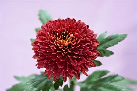 为什么老锐志买的人那么多（二手锐志为什么那么贵）