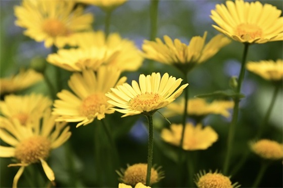 为什么燕子每年都要去南方过冬？南方在哪里？