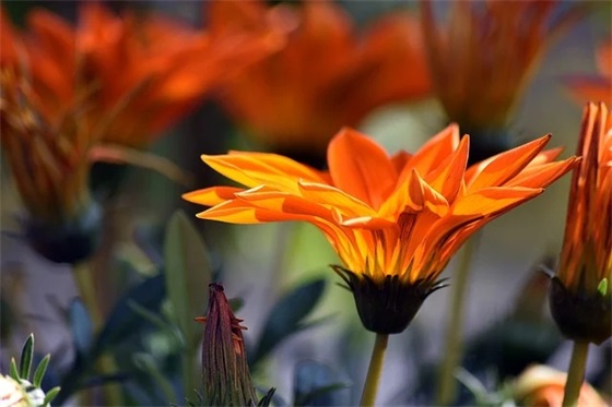 丝巾十大品牌排行榜，丝巾品牌排行榜推荐