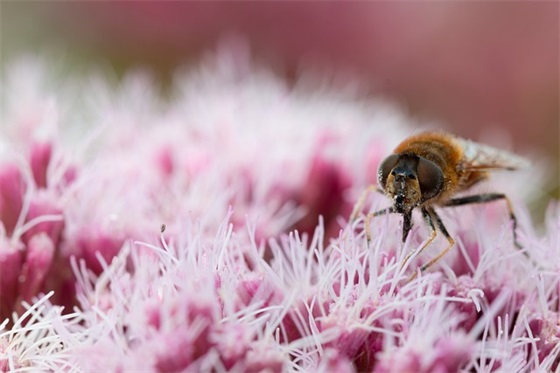 为什么想和姚明成为队友？科比亲口说出了姚明的4个优点