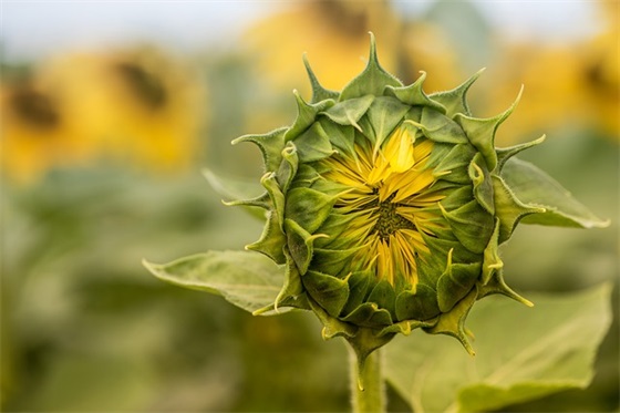 军衔等级排名从小到大是怎样排的，军衔等级排名