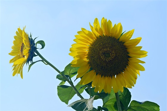 真空电镀24k金是什么意思