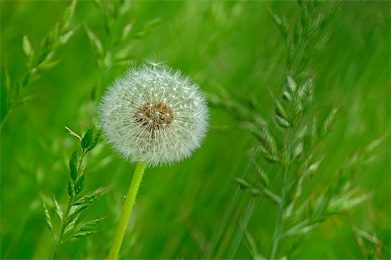 花糕怎么做好吃