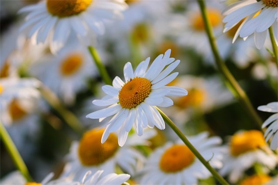 羊和鼠相冲吗 属羊和属鼠的人生肖相冲吗