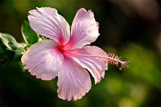 适合请客的12道家常菜