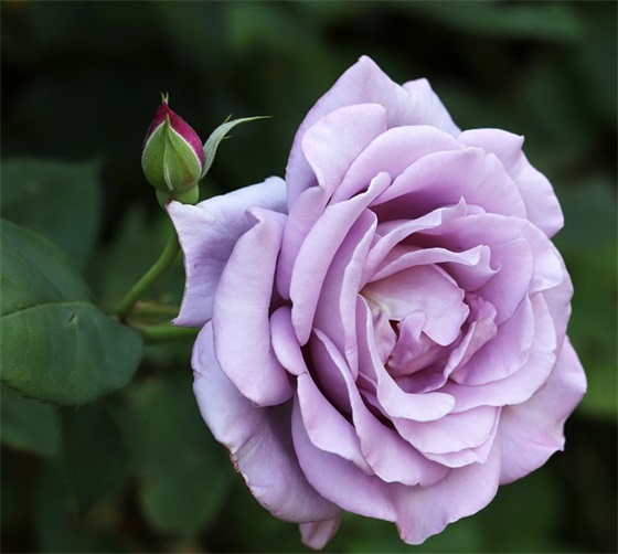 凤凰旅游宣传口号87句 凤凰旅游宣传口号87句