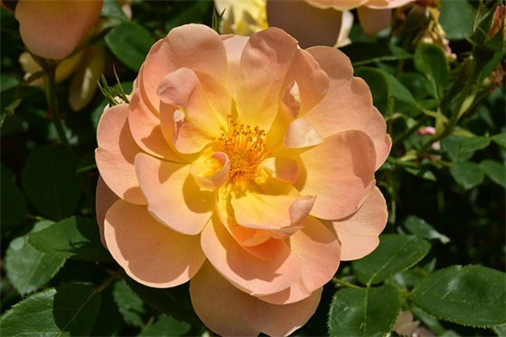 班级体育运动口号81句 班级体育运动口号81句