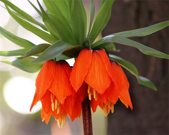 保护绿化宣传标语 绿化造林宣传标语 保护绿化宣传标语 绿化造林宣传标语