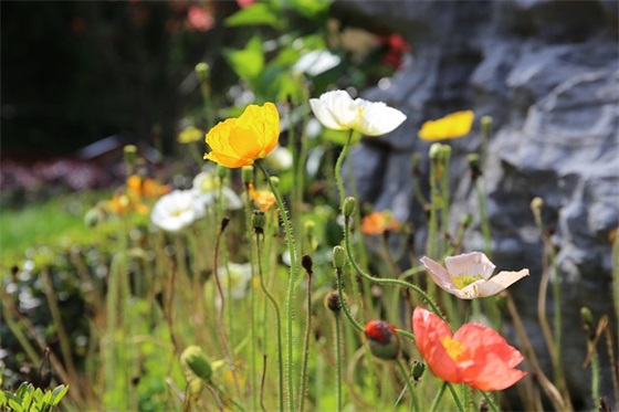 小学班级励志口号83句