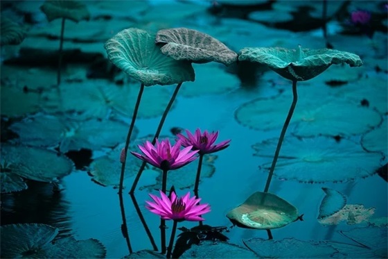 二手车口号83句 二手车口号83句