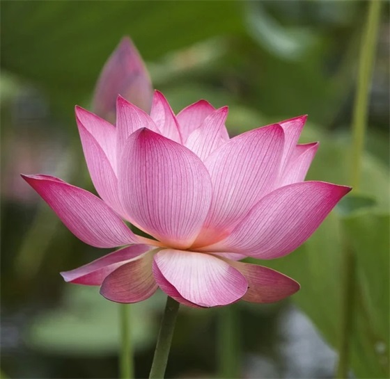 餐饮火锅店口号大全94句 餐饮火锅店口号大全94句