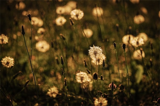 关于环保节约的标语72句 关于环保节约的标语72句