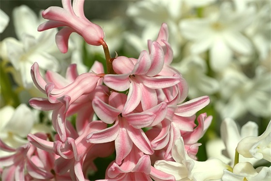 父亲节朋友圈祝福语 父亲节朋友圈祝福语