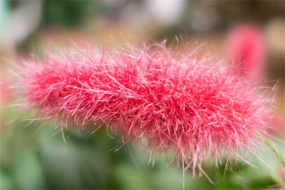 给领导的小年祝福语 给领导的小年祝福语