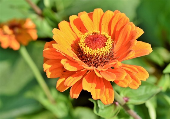 过年祝福语四字61句 过年祝福语四字61句