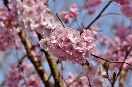 2026新人结婚的传统祝福语 2026新人结婚的传统祝福语