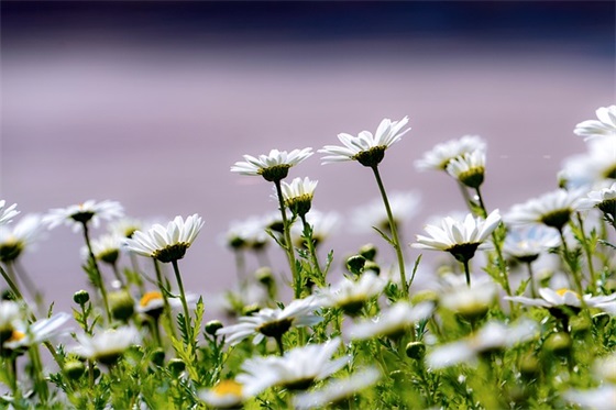 中秋节美好祝福寄语