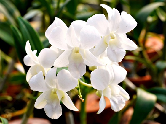 朋友祝福语简短10字 朋友新店开业祝福语简短