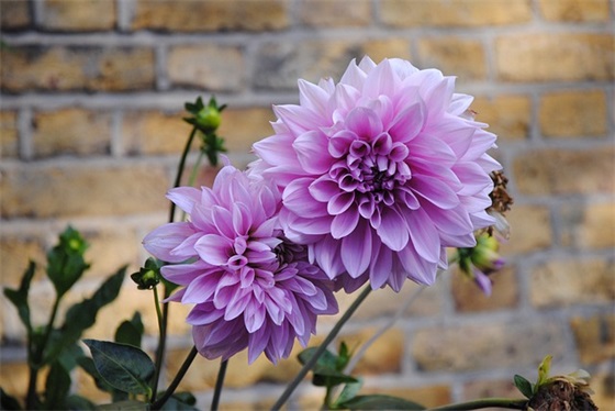 送花给姐姐祝福语31句 送花给姐姐祝福语31句