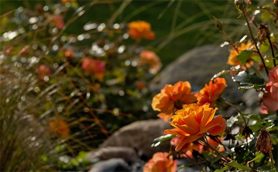 端午祝福语简短搞笑38句