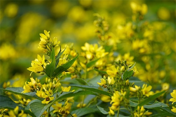 牛年除夕夜的祝福语 除夕夜的祝福语