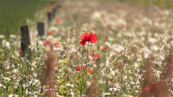 祝表妹生日快乐祝福语34句