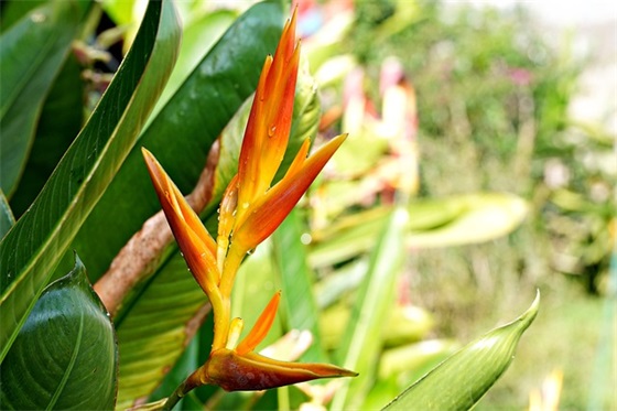 小学生班级精神口号81句