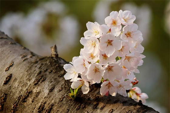 幼儿园消防宣传日安全宣传标语