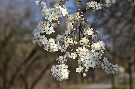 爱护草的标语90句