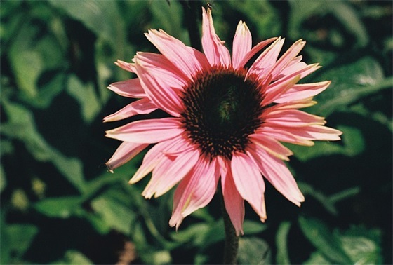 关于志愿者的口号大全85句