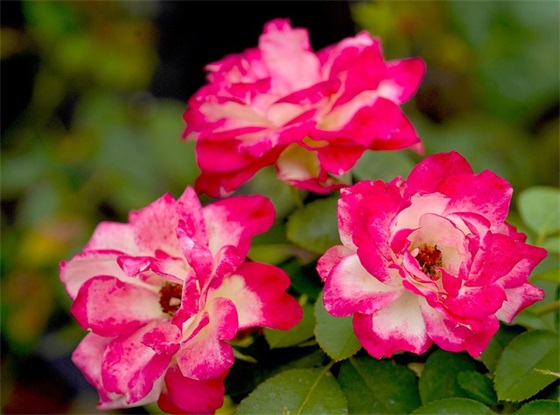 出行安全标语100句